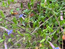 Lobelia neglecta leaves